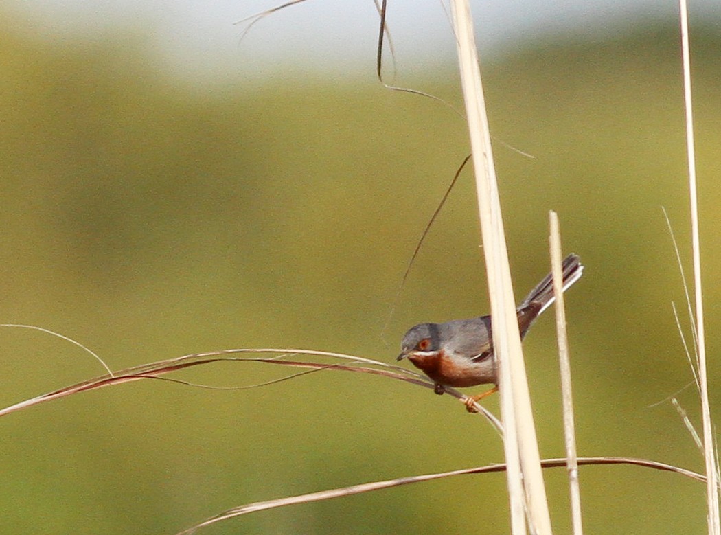 Bıyıklı ötleğen