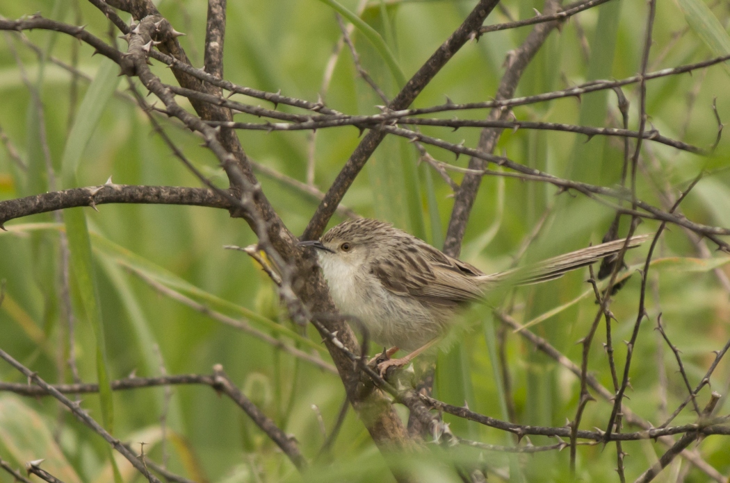 Dikkuyruklu ötleğen