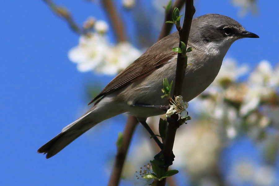 Küçük akgerdanlı ötleğen