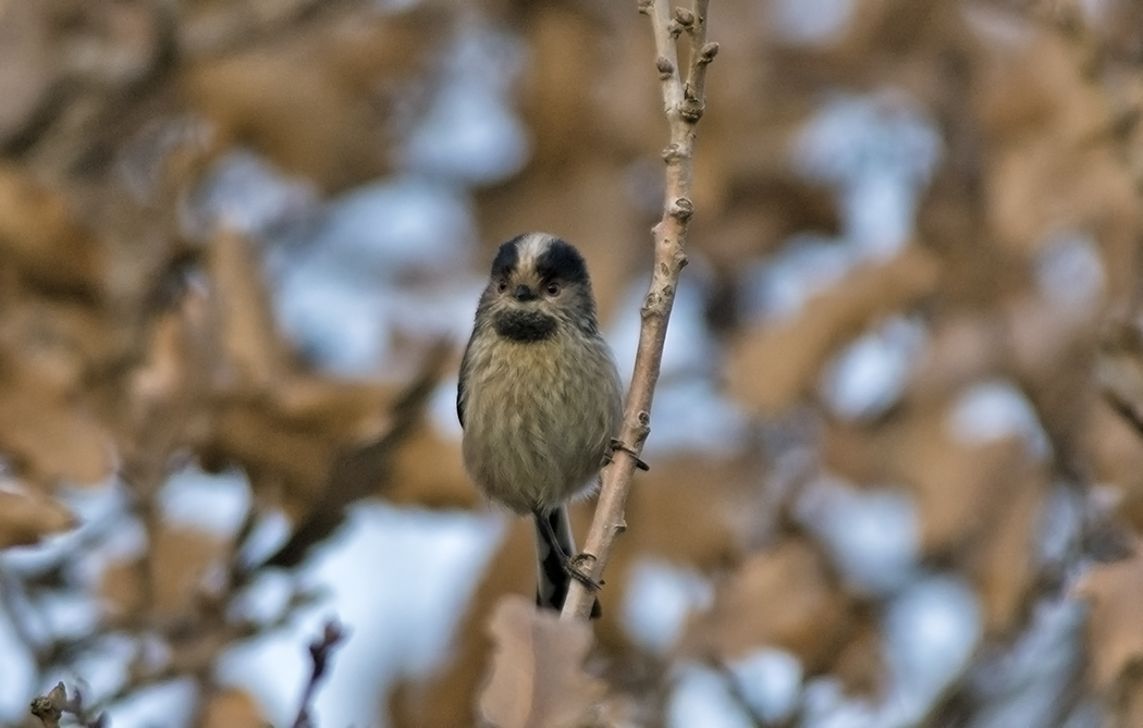 Uzunkuyruklu baştankara