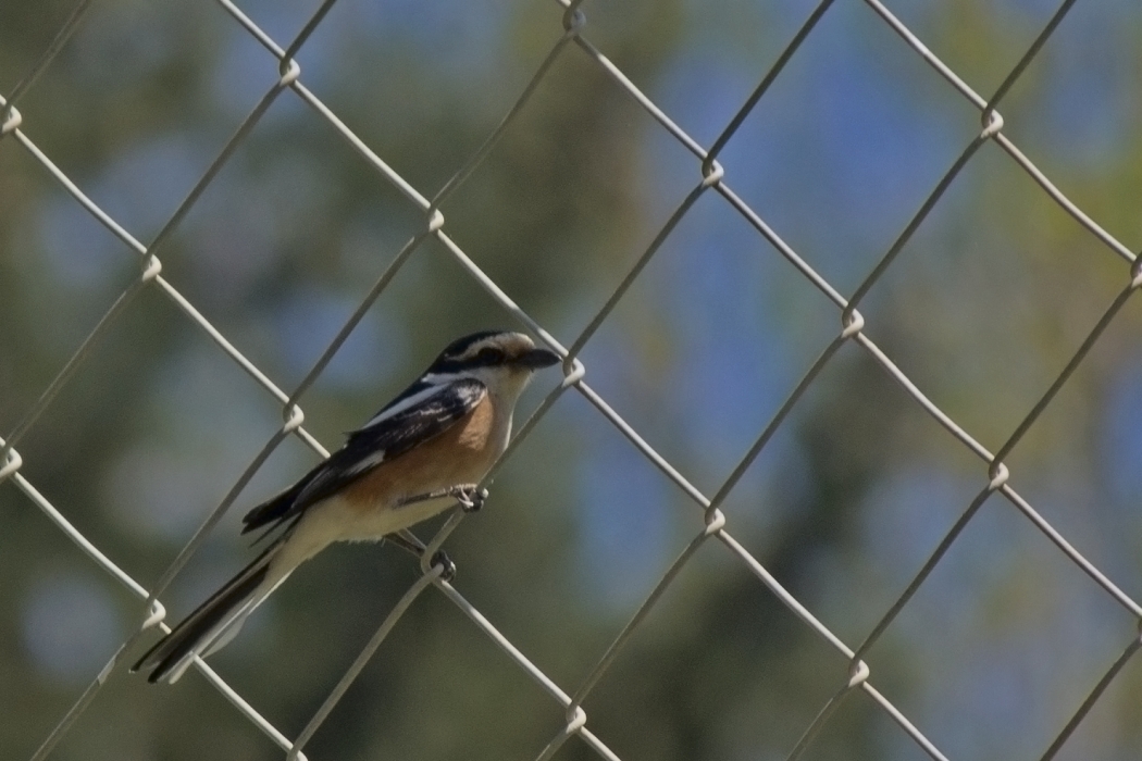Maskeli örümcekkuşu