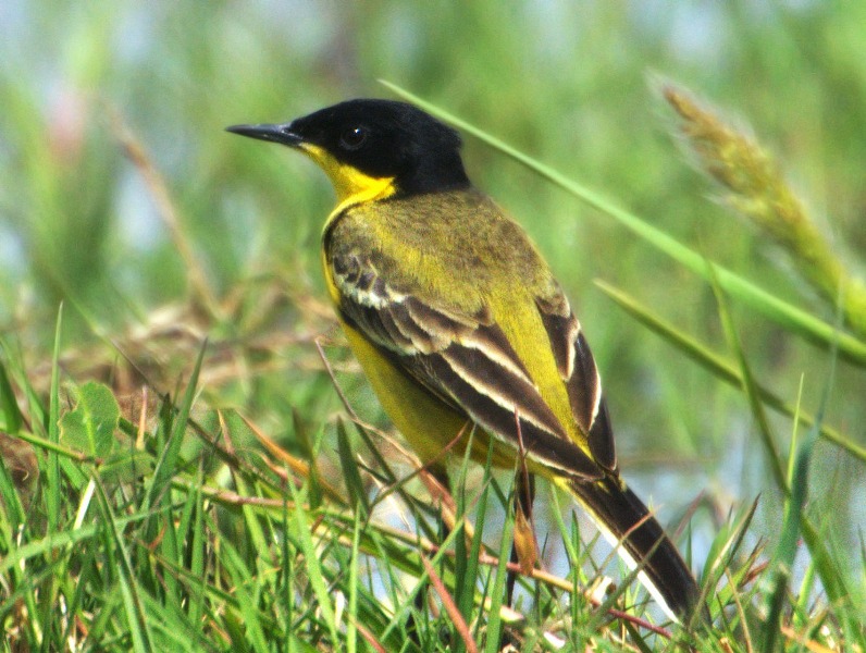 Sarı kuyruksallayan