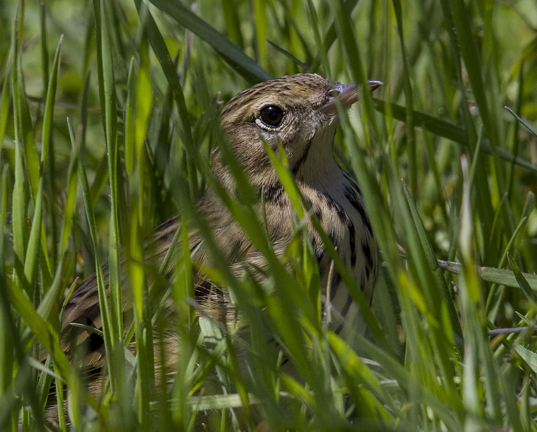 Kızılgerdanlı incirkuşu