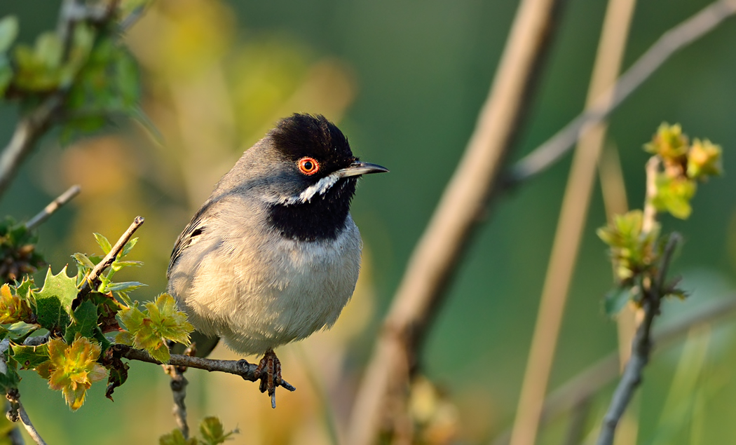 Karaboğazlı ötleğen