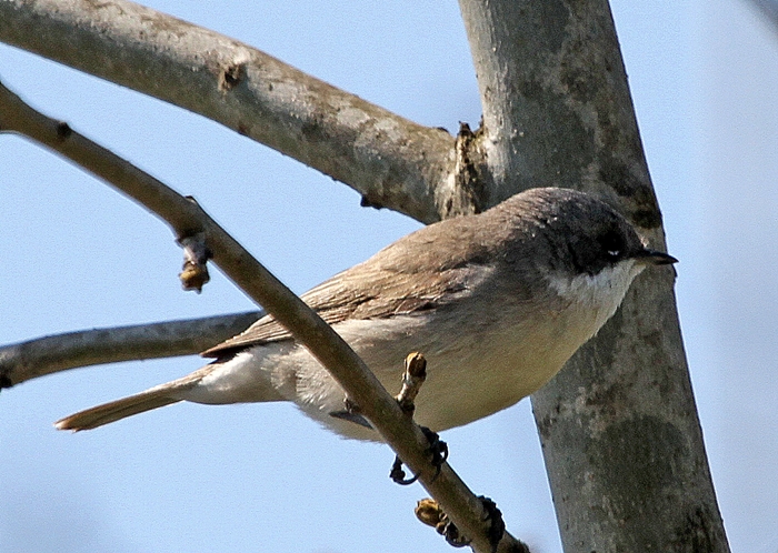 Küçük akgerdanlı ötleğen