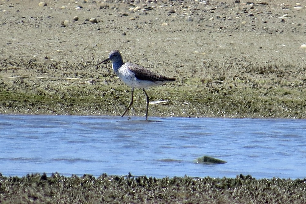 Bataklık düdükçünü
