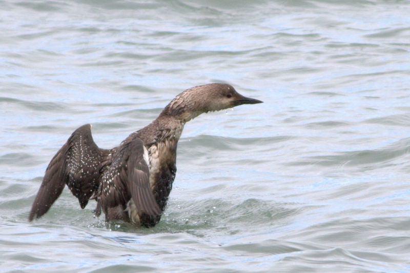 Karagerdanlı dalgıç