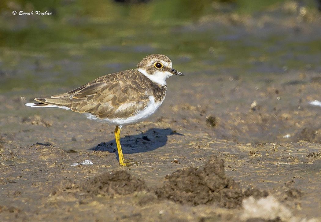 Halkalı küçük cılıbıt