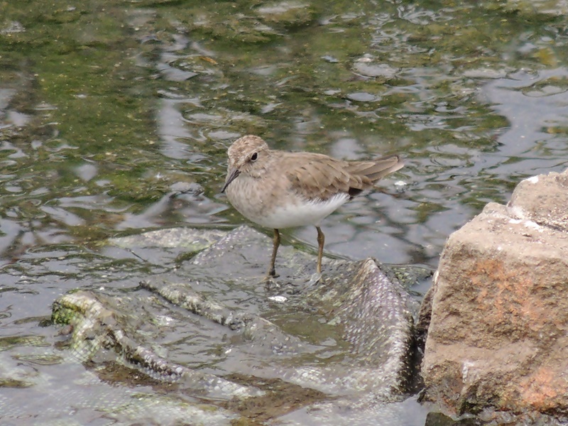 Sarıbacaklı kumkuşu
