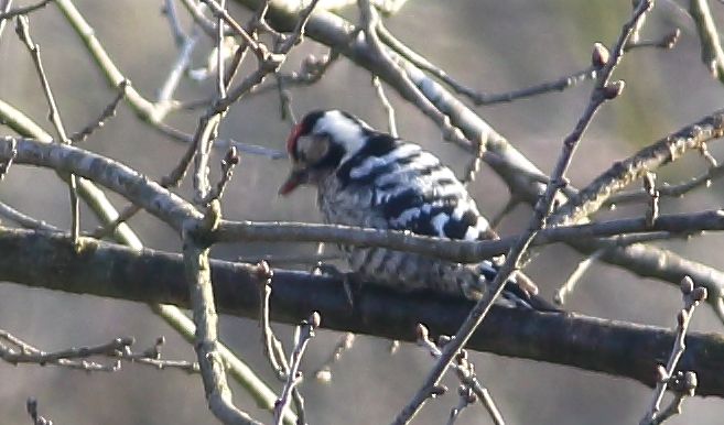 Küçük ağaçkakan