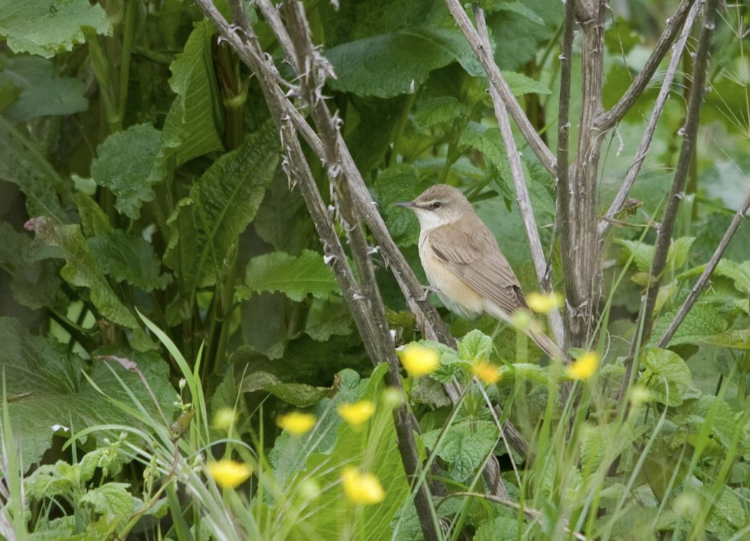 Büyük kamışçın