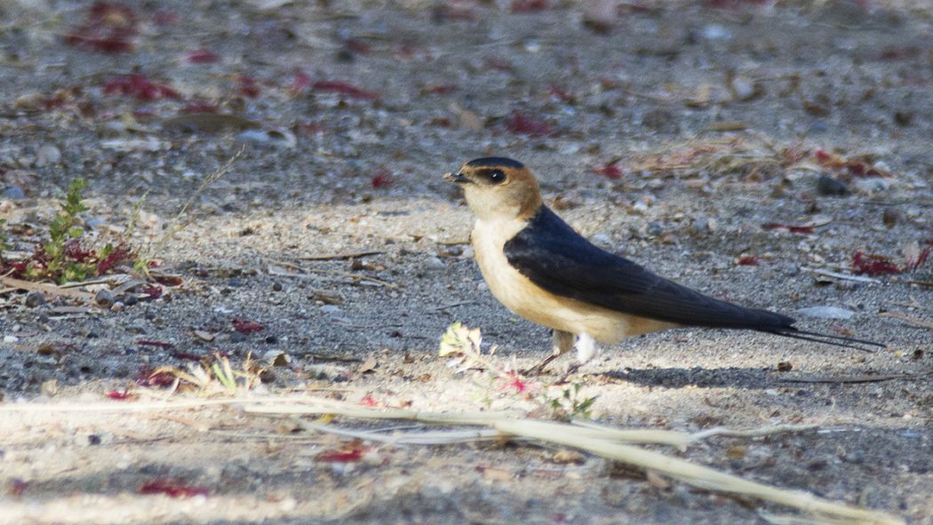 Kızıl kırlangıç