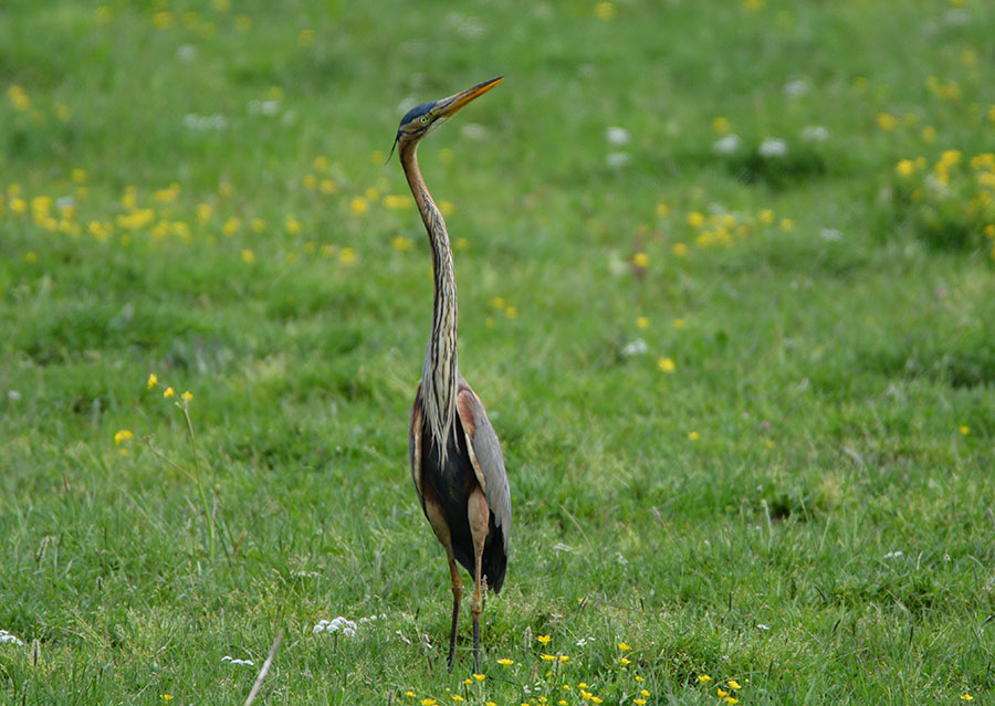 Erguvani balıkçıl