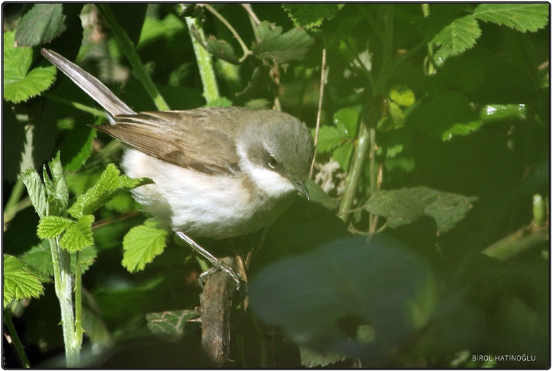 Küçük akgerdanlı ötleğen