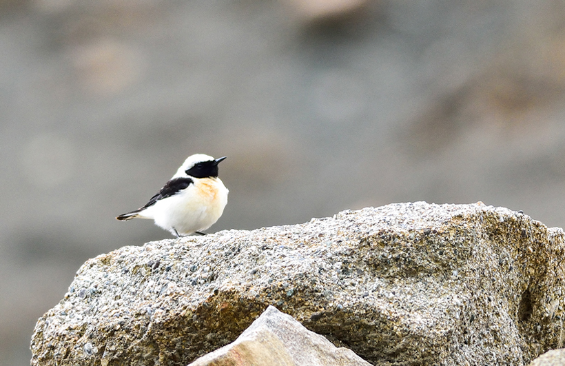Karakulaklı kuyrukkakan