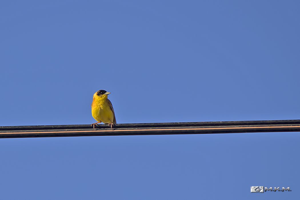 Karabaşlı kirazkuşu