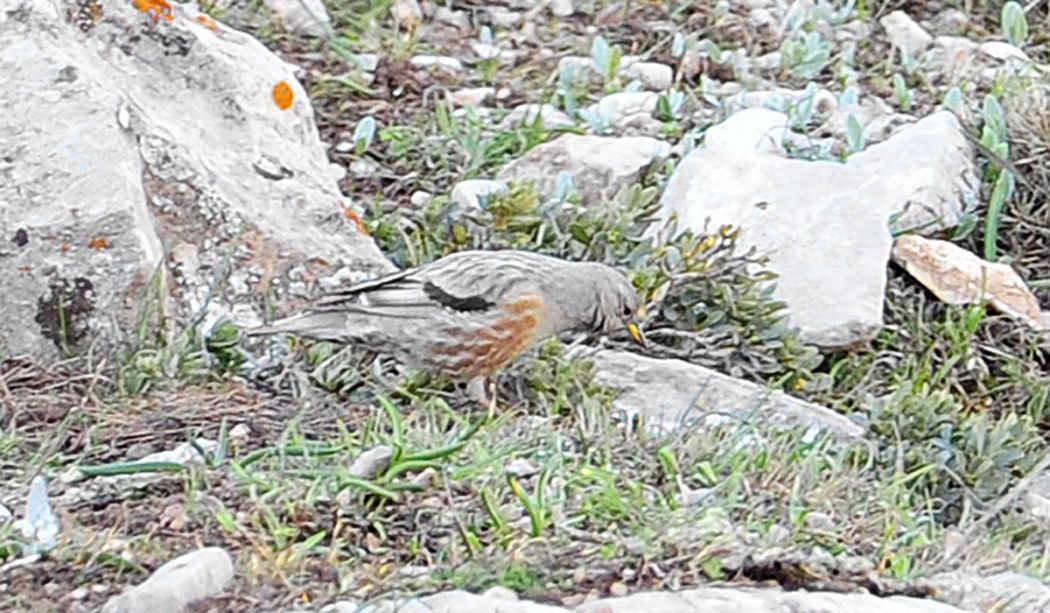 Büyük dağbülbülü