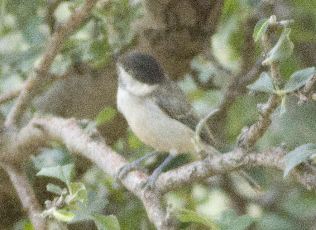 Akyanaklı baştankara