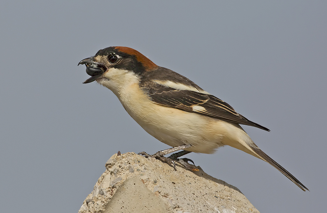 Kızılbaşlı örümcekkuşu