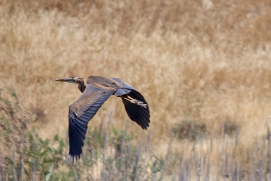Erguvani balıkçıl