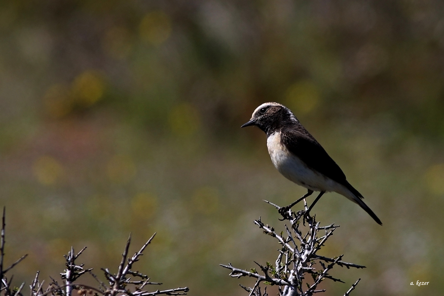 Kıbrıs kuyrukkakanı
