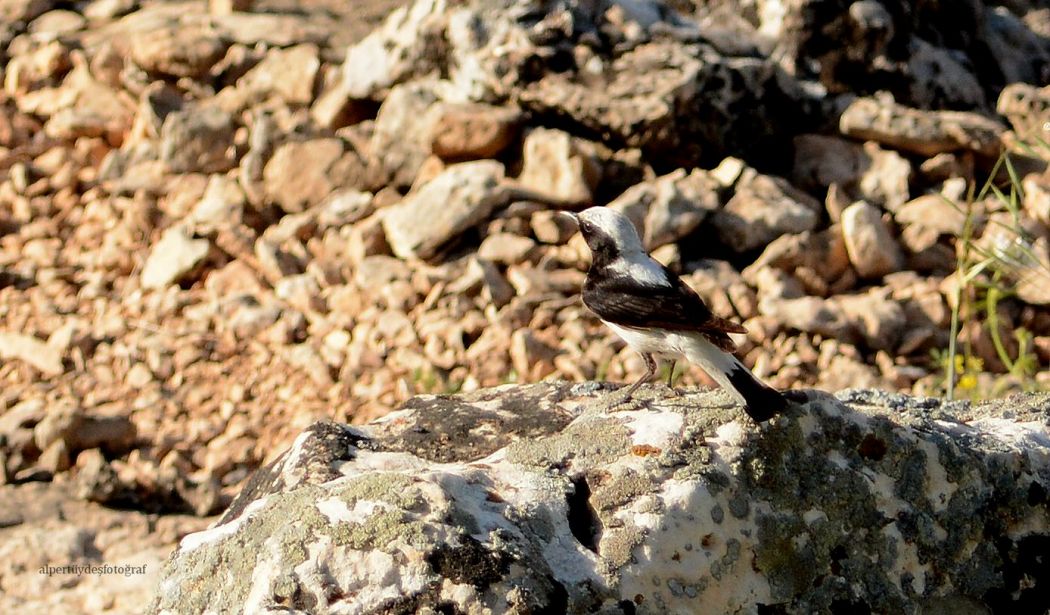 Aksırtlı kuyrukkakan