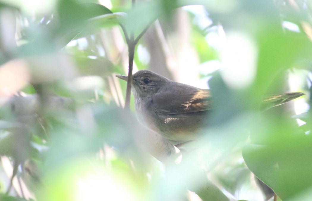 Ağaç kamışçını