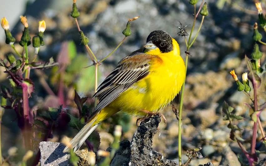 Karabaşlı kirazkuşu