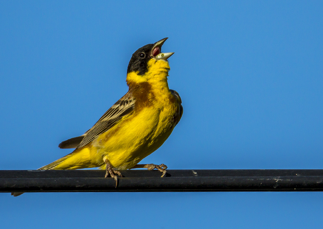 Karabaşlı kirazkuşu