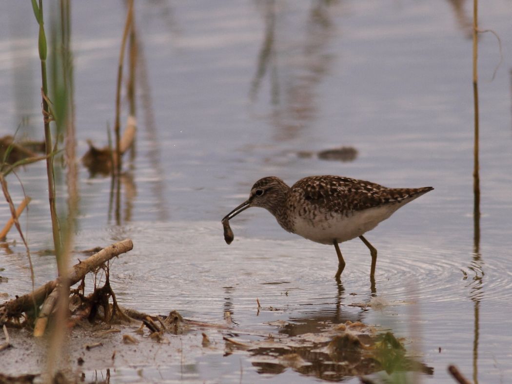 Orman düdükçünü