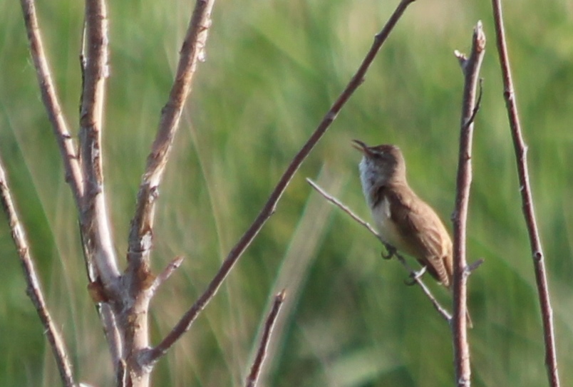 Büyük kamışçın