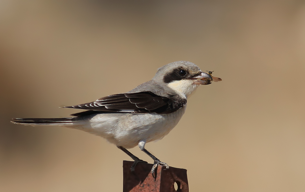 Karaalınlı örümcekkuşu