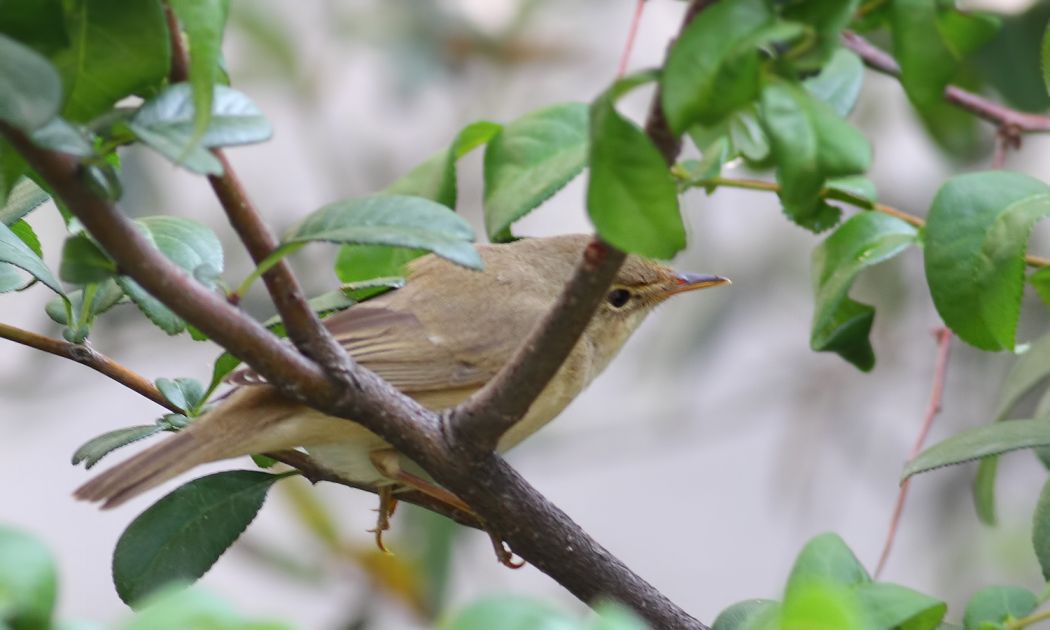 Çalı kamışçını