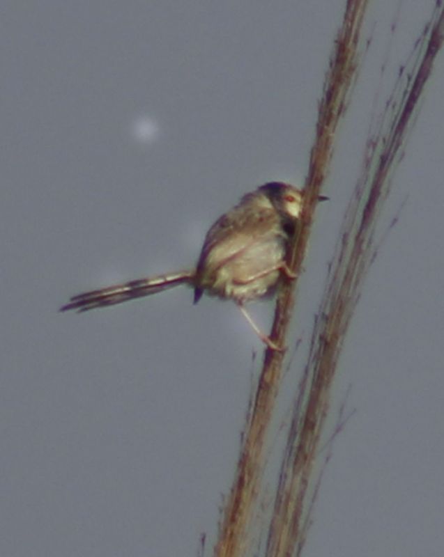 Dikkuyruklu ötleğen