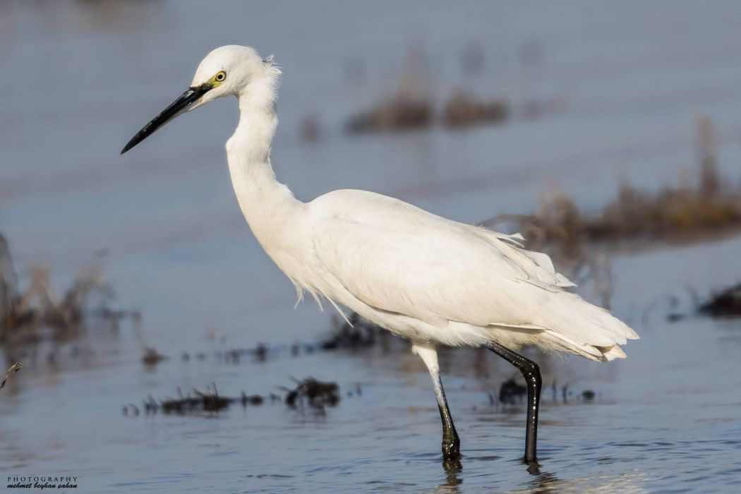 Küçük ak balıkçıl