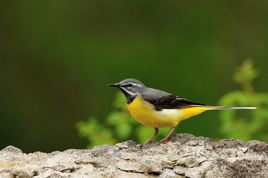 Dağ kuyruksallayanı