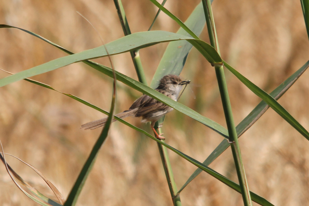 Dikkuyruklu ötleğen