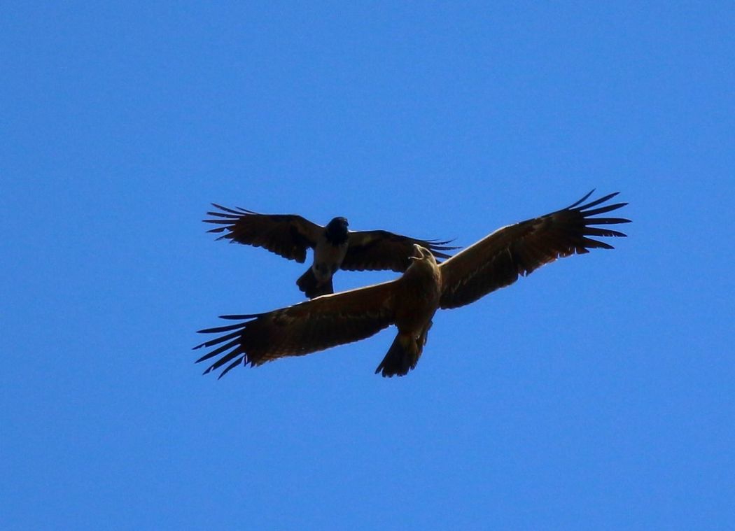 Küçük orman kartalı