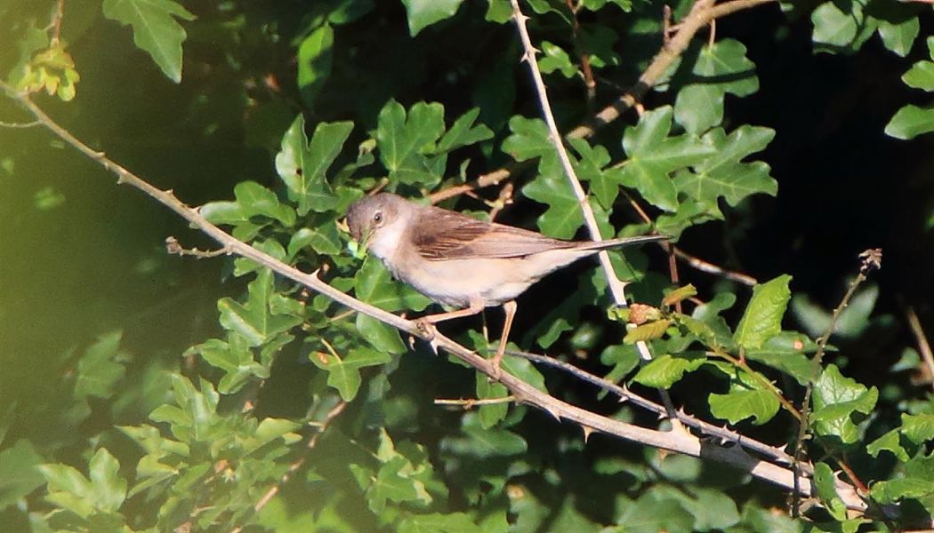 Akgerdanlı ötleğen