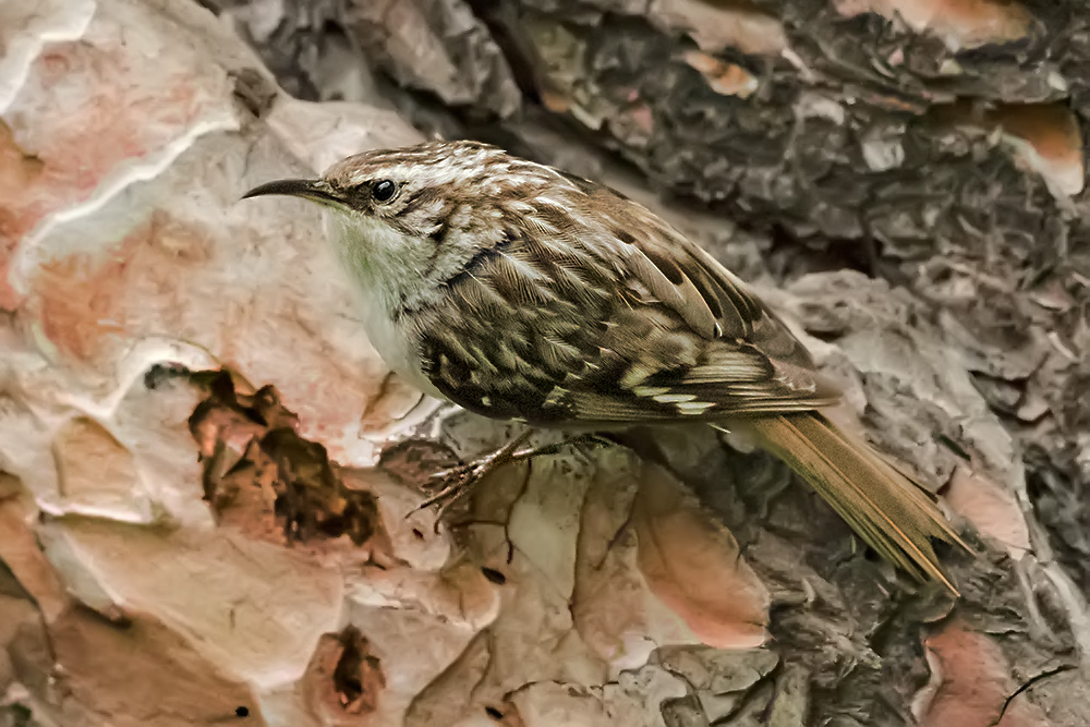 Orman tırmaşıkkuşu