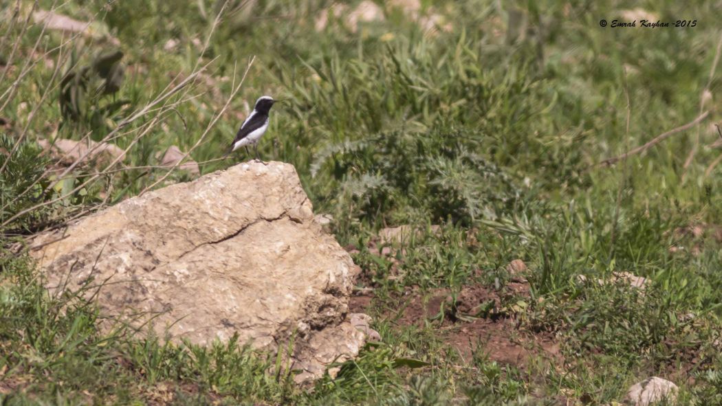 Aksırtlı kuyrukkakan
