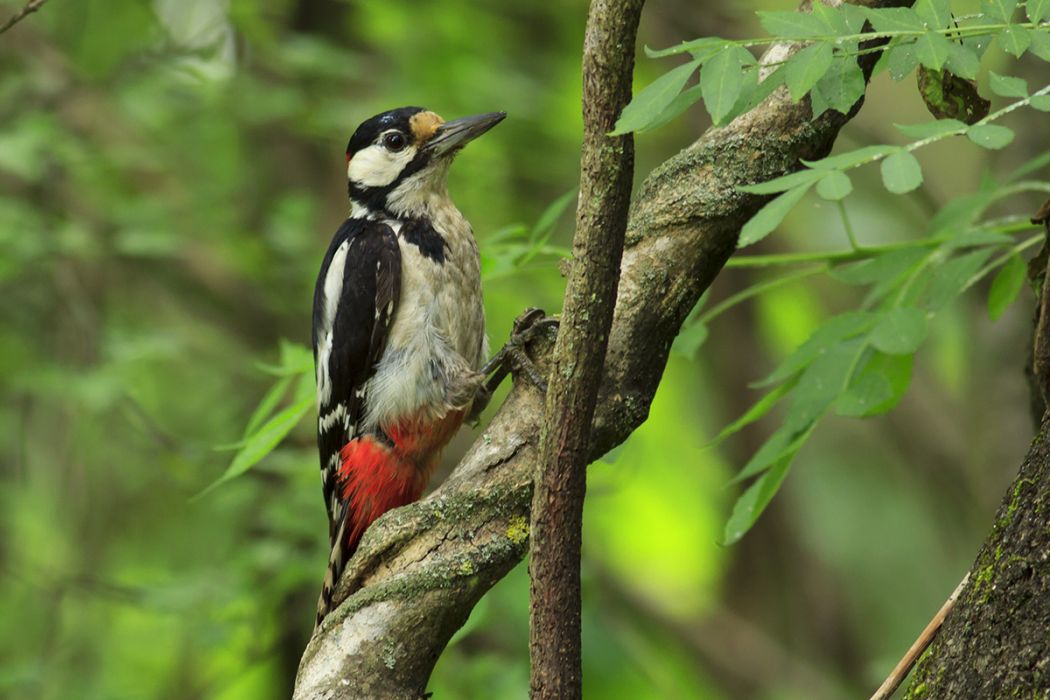 Orman alaca ağaçkakanı