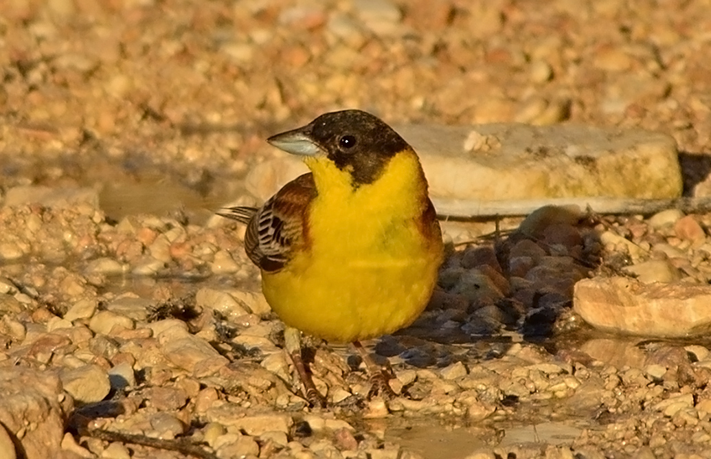 Karabaşlı kirazkuşu