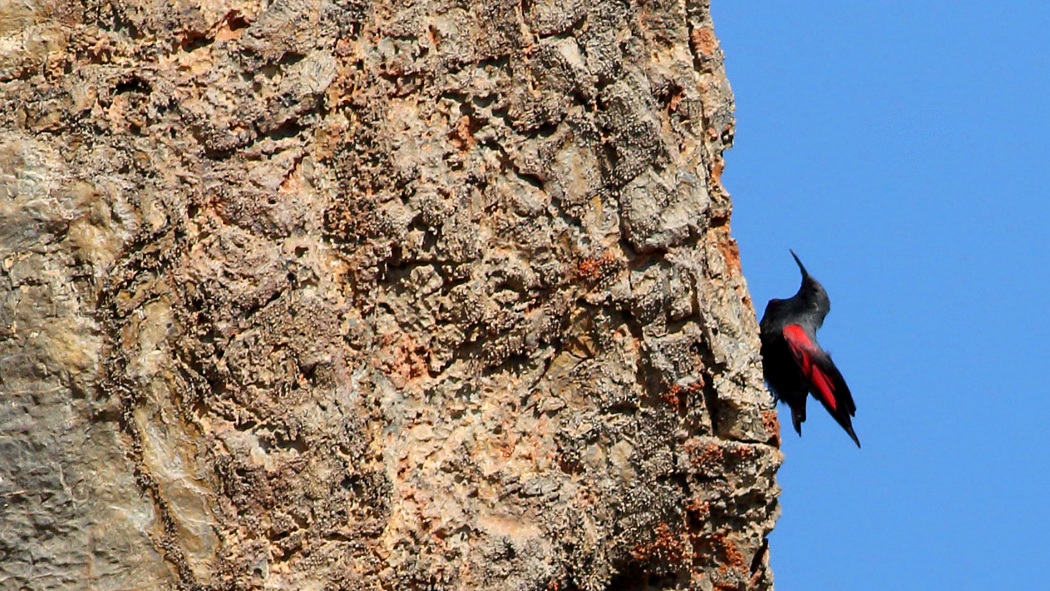 Duvar tırmaşıkkuşu