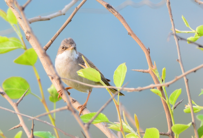 Akgerdanlı ötleğen