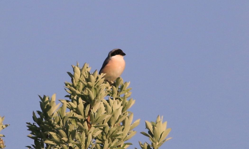 Karaalınlı örümcekkuşu