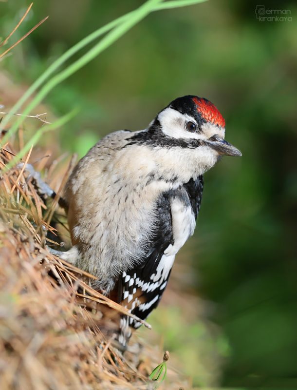 Orman alaca ağaçkakanı
