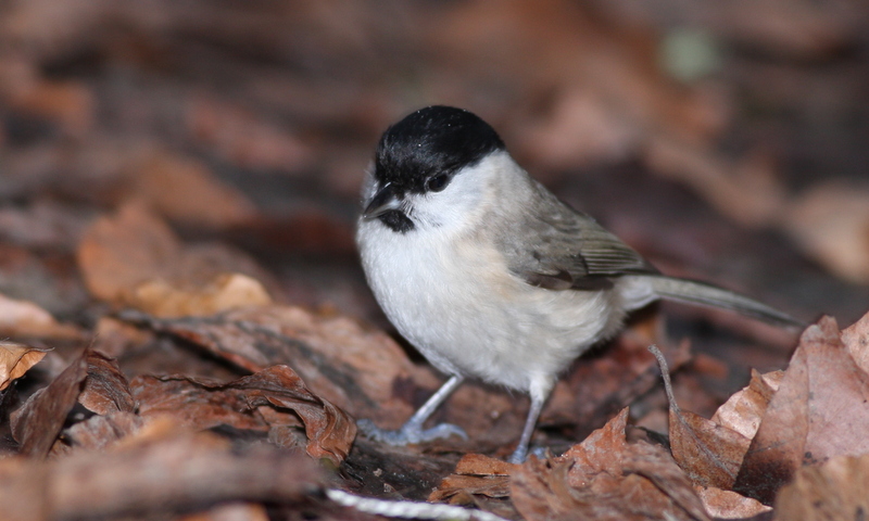 Kayın baştankarası