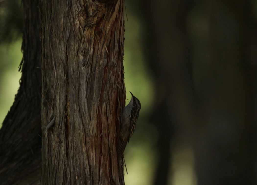 Orman tırmaşıkkuşu