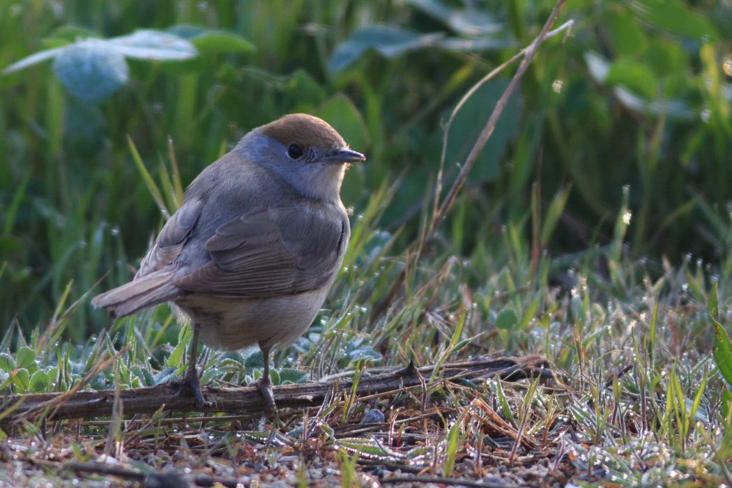 Karabaşlı ötleğen